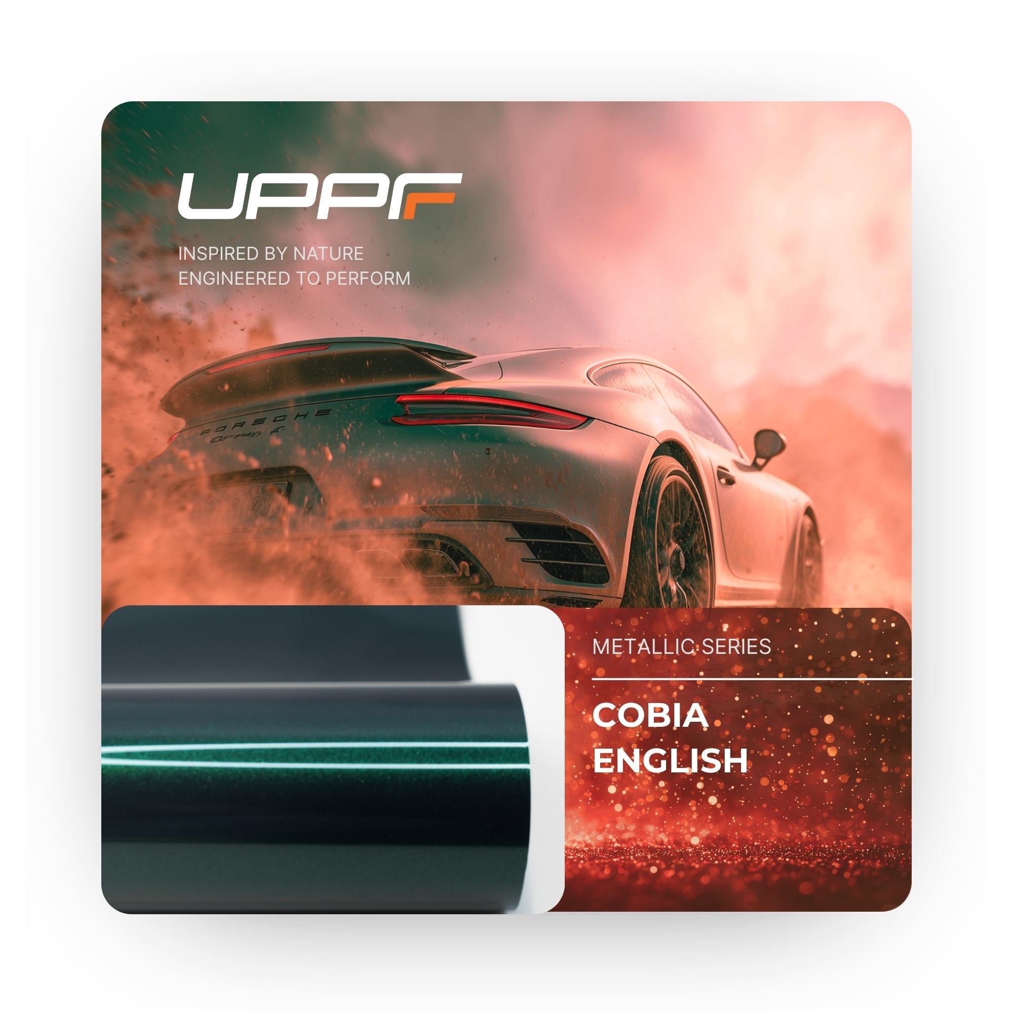 Cobia English CL8011